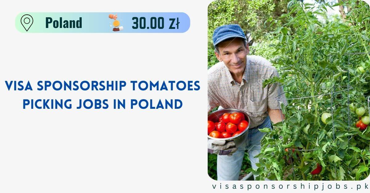 Visa Sponsorship Tomatoes Picking Jobs in Poland