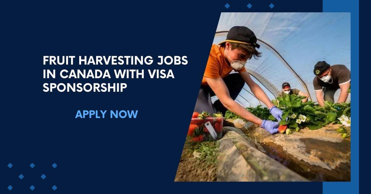 Fruit Harvesting Jobs In Canada With Visa Sponsorship